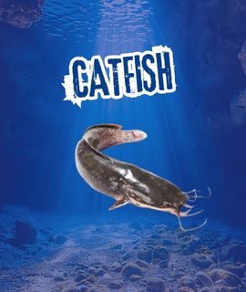 catfish