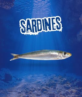 sardines