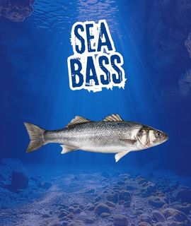 seabass