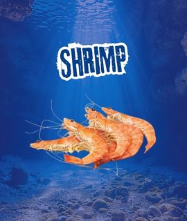shrimp